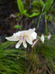 Gladiolus angustus