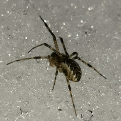 Pityohyphantes phrygianus