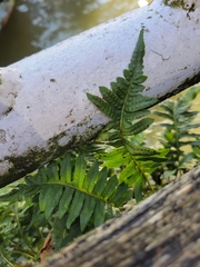 Polypodium glycyrrhiza