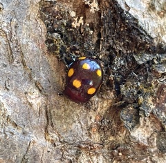 Chrysolina clarki