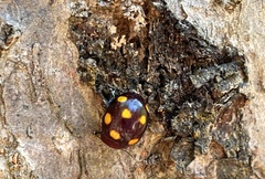 Chrysolina clarki