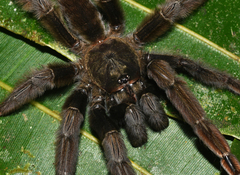 Psalmopoeus