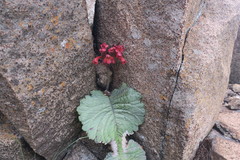 Streptocarpus dunnii
