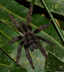 Psalmopoeus