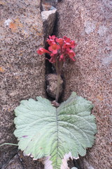 Streptocarpus dunnii
