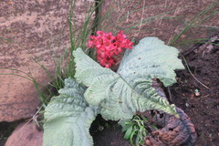 Streptocarpus dunnii