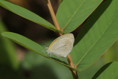 Eurema daira eugenia