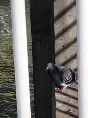 Columba livia domestica