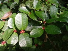 Psychotria nuda
