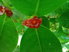 Psychotria nuda