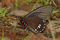 Parides erithalion