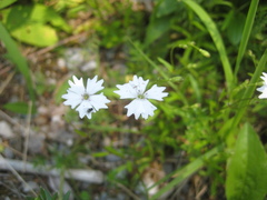 Heliosperma alpestre