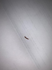 Insecta