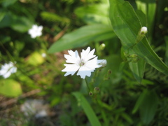 Heliosperma alpestre