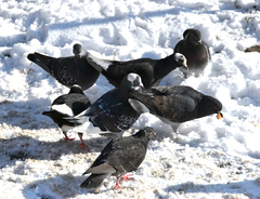 Columba livia domestica