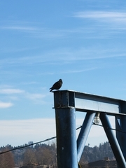 Corvus brachyrhynchos