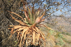 Aloe pretoriensis