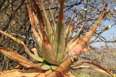 Aloe pretoriensis