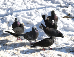 Columba livia domestica