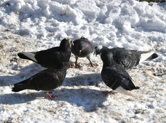 Columba livia domestica