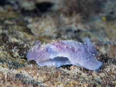 Jorunna tomentosa