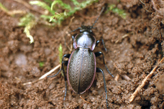 Carabus stscheglowi