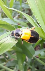 Chauliognathus expansus