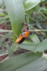 Chauliognathus expansus