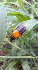 Chauliognathus expansus