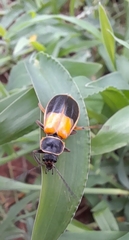 Chauliognathus expansus