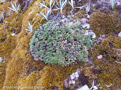 Draba aretioides