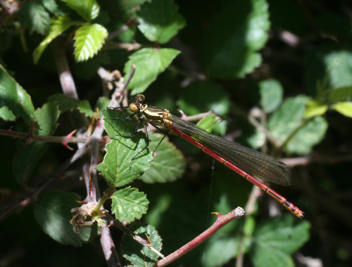 Photo of Large Red Damselfly (Pyrrhosoma nymphula)