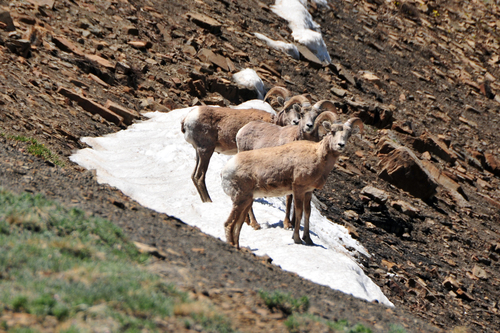 Bighorn Sheep photographed in New Mexico