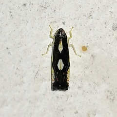 Diedrocephala variegata