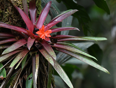 Guzmania sanguinea