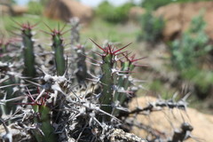 Euphorbia schinzii