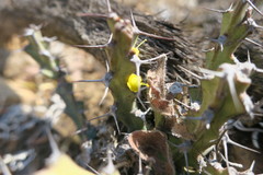 Euphorbia schinzii