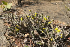 Euphorbia schinzii