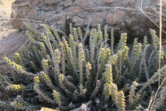Euphorbia schinzii