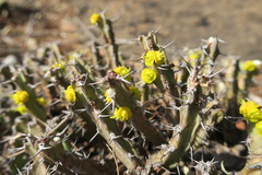 Euphorbia schinzii