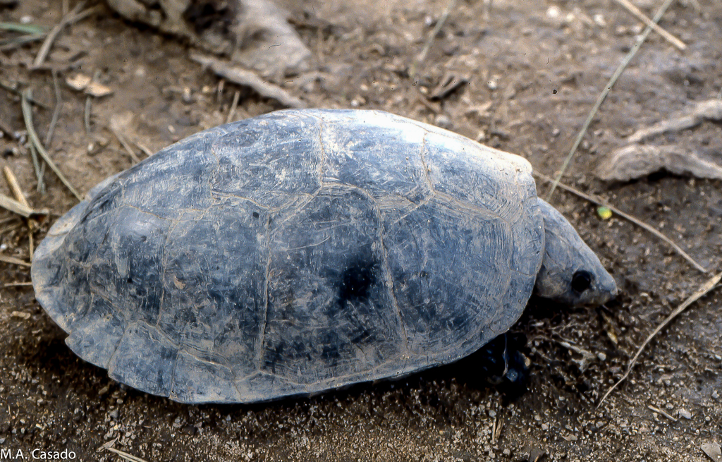 Big-headed Amazon River Turtle in May 1992 by Miguel A. Casado ...