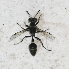 Metapolybia
