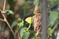 Belenois thysa thysa