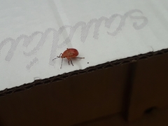 Supputius cincticeps