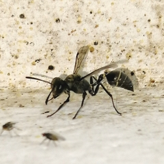 Metapolybia
