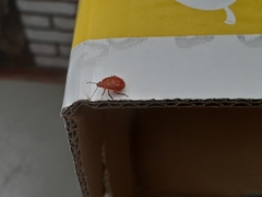 Supputius cincticeps