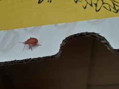 Supputius cincticeps