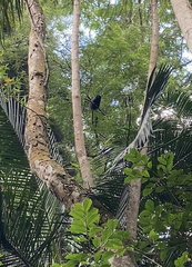 Callicebus personatus