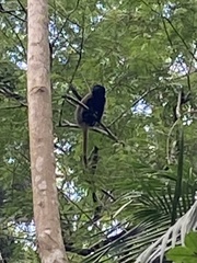 Callicebus personatus
