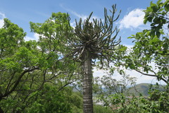 Euphorbia sekukuniensis